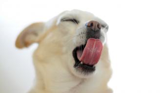 Animals dogs tongue white background wallpaper