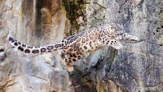Animals wildlife snow leopards feline wallpaper