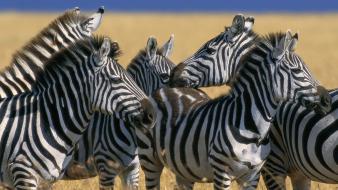 Animals zebras national mara plains kenya wallpaper