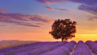 France english lavender provence wallpaper