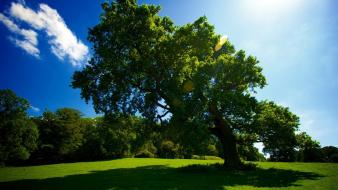 Green landscapes nature land