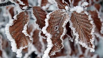 Ice nature snow leaves macro wallpaper