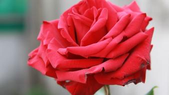 Macro roses red rose