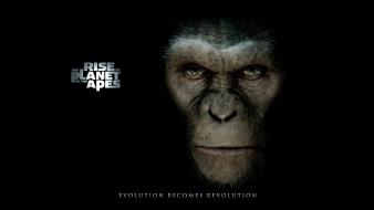 Movies rise of the planet apes wallpaper