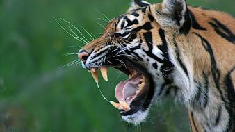 Nature animals tigers roar wallpaper