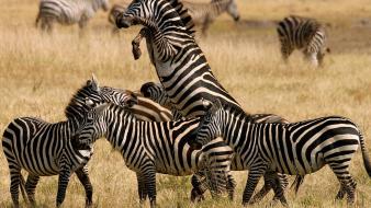 Nature animals zebras standing wallpaper