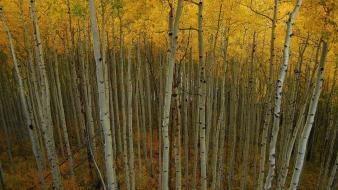 Nature autumn (season) forest birch wallpaper