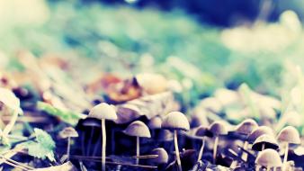 Nature forest mushrooms wallpaper