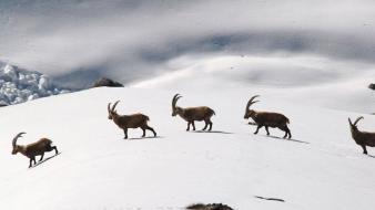Nature snow animals mountain goats wallpaper