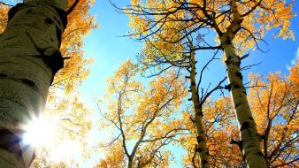 Nature trees autumn (season) birch wallpaper