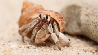 Sand animals hermit crabs wallpaper