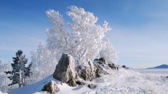Snow trees stones new year frost 2013 wallpaper