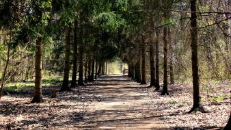 Trees forest wall path wallpaper