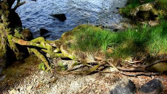 Water nature trees grass rocks sunlight scotland root wallpaper