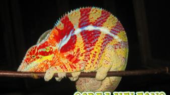 Animals chameleons lizards reptile reptiles chameleon reventon wallpaper