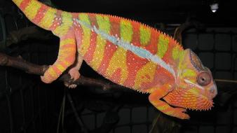 Animals chameleons lizards reptile reptiles chameleon wallpaper
