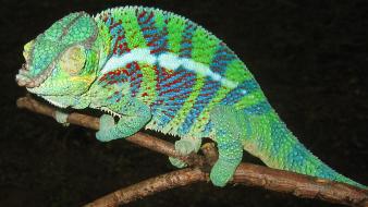 Animals chameleons reptile reptiles chameleon wallpaper