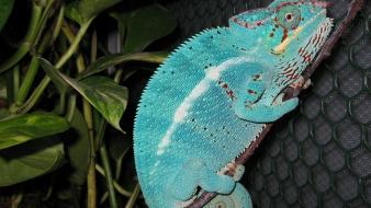 Animals chameleons reptile reptiles chameleon wallpaper