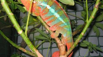 Animals chameleons reptile reptiles chameleon