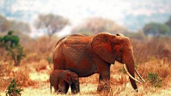 Animals elephants savanna wallpaper