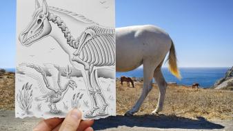 Animals horses skeletons bones pencil vs camera wallpaper