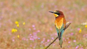 Birds grass bee eaters wallpaper