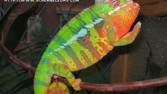 Blue animals chameleons bar reptile reptiles chameleon wallpaper
