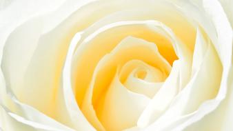 Close-up white flowers yellow roses wallpaper