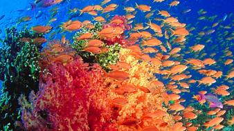 Fishes sea wallpaper