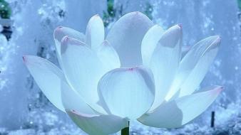 Flowers lotus flower white wallpaper