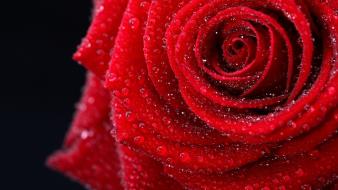 Flowers wet romantic roses red rose wallpaper