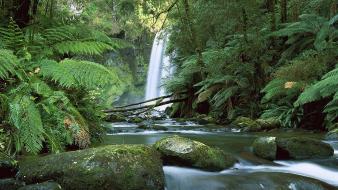 Forest falls australia national park wallpaper