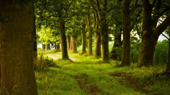 Green nature trees forest grass path background wallpaper