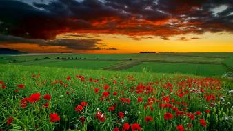 Landscapes nature flowers earth viewscape wallpaper