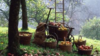 Landscapes nature trees crop baskets ladder apples wallpaper