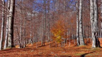 Landscapes nature trees forest autumn