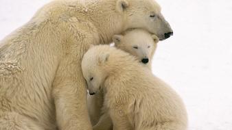 Mother cubs cuddling polar bears baby animals wallpaper