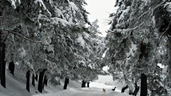 Nature snow forest cold winter