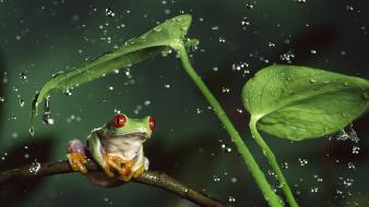 Rain frogs red-eyed tree frog shelter amphibians wallpaper