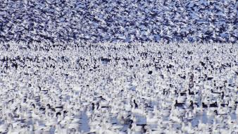 Snow wildlife california national geese wallpaper