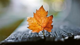 Water nature leaves bench macro autumn