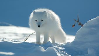 Winter snow animals landscapes arctic fox foxes wallpaper