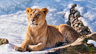 Winter snow animals lions wallpaper