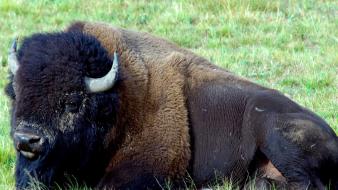 Animals buffalo wallpaper