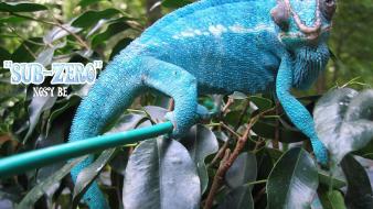 Animals chameleons reptile reptiles subzero chameleon wallpaper