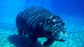Animals hippopotamus underwater wallpaper