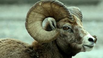 Animals horns sheep wallpaper