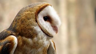 Animals owls barn owl wallpaper