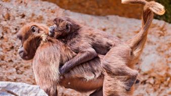 Animals zurich zoo baby baboon wallpaper