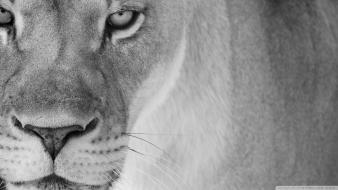 Black and white animals lions wallpaper